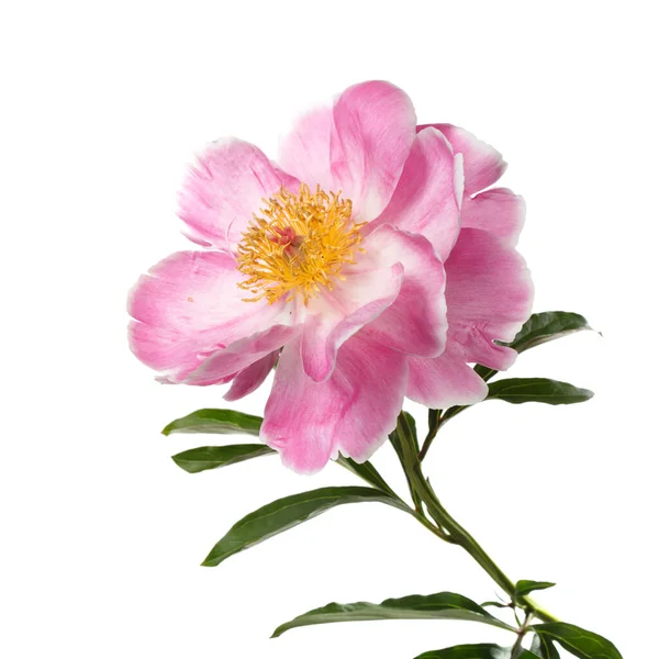 Bela Flor Peônia Rosa Com Centro Amarelo Isolado Fundo Branco — Fotografia de Stock