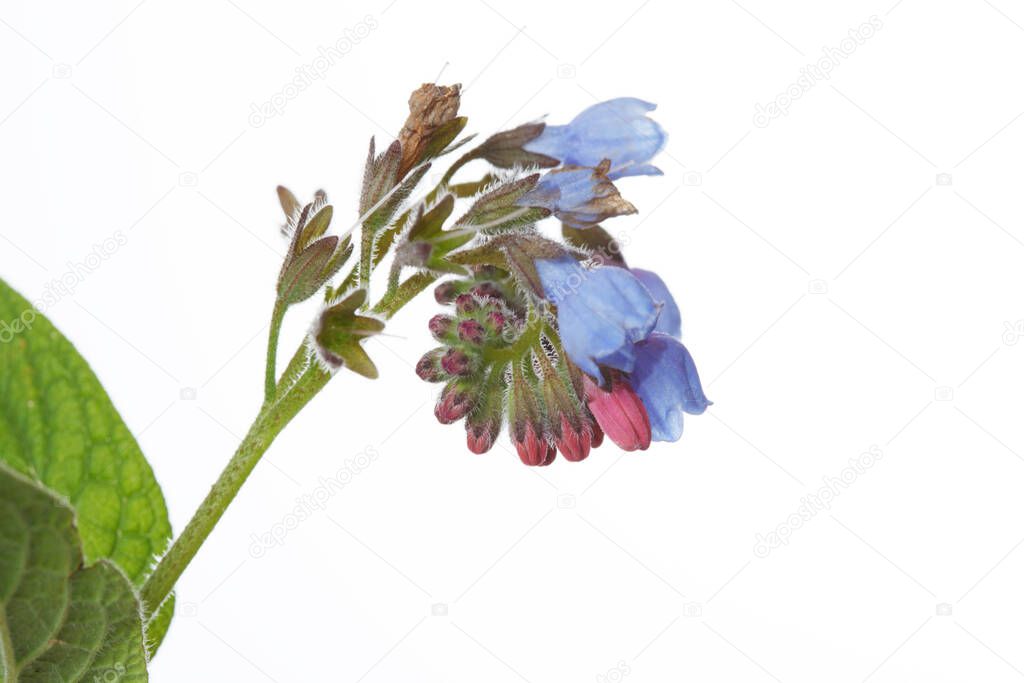 Inflorescence of blue flowers Symphytum officinalis isolated on a white background, macro.