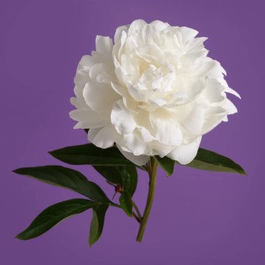 Beyaz narin şakayık çiçeği, mor arka planda izole edilmiş..