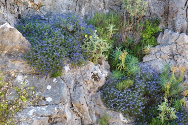 Dışarıdaki taşlarda mavi çiçekler var..