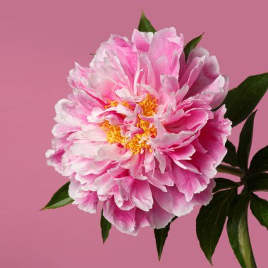 Pembe arka planda izole edilmiş parlak pembe şakayık çiçeği..