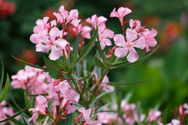 Bir yaz gününde narin pembe zakkum çiçekleri, doğal duvar kağıdı..