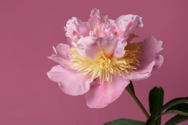 Pembe arka planda izole edilmiş yumuşak pembe şakayık çiçeği..