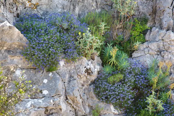Dışarıdaki taşlarda mavi çiçekler var..