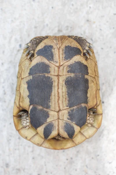 Die Landschildkröte Versteckte Sich Einem Panzer Von Unten — Stockfoto