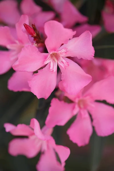 Delikat Rosa Oleander Blommor Sommardag Naturlig Tapet — Stockfoto