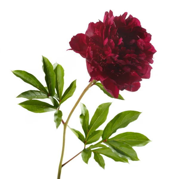 Flor Peônia Vermelho Escuro Isolado Fundo Branco — Fotografia de Stock