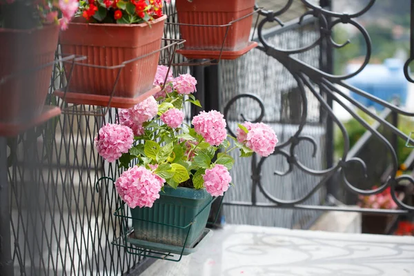 Hortensie Topf Auf Einem Gitterzaun — Stockfoto