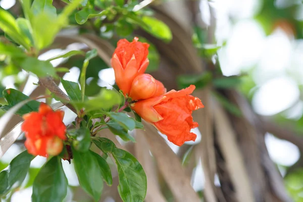 Ljusröda Orange Granatäpple Blommor Utanför — Stockfoto