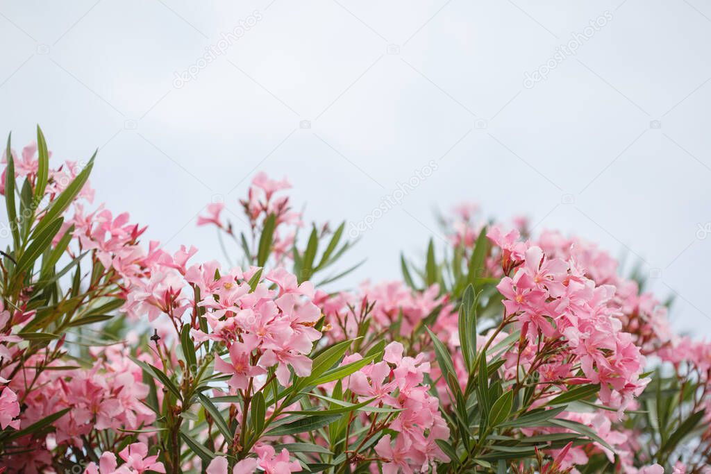 Delicate pink oleander flowers against the sky, natural wallpaper.