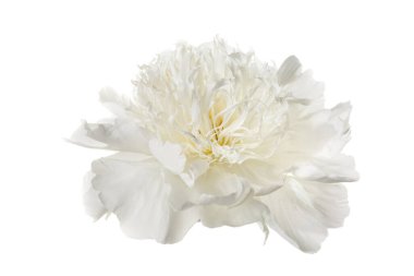 Beyaz arka planda izole edilmiş zarif beyaz şakayık çiçeği..