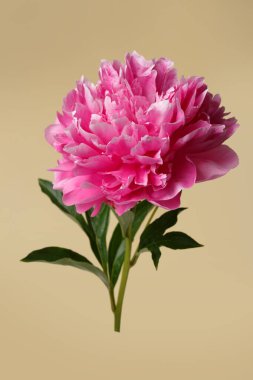 Bej arka planda pembe renkli güzel gül şekilli şakayık çiçeği..