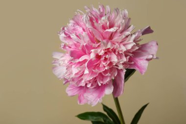 Bej bir arka planda izole edilmiş zarif pembe şakayık çiçeği..