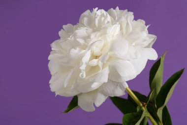 Beyaz narin şakayık çiçeği, mor arka planda izole edilmiş..