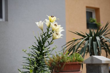 Evin bahçesindeki tencerede zambaklar.