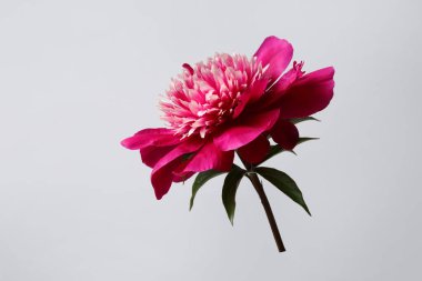 Gri arkaplanda yalıtılmış zarif kırmızı şakayık çiçeği..