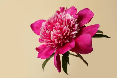 Bej arka planda izole edilmiş zarif kırmızı şakayık çiçeği..