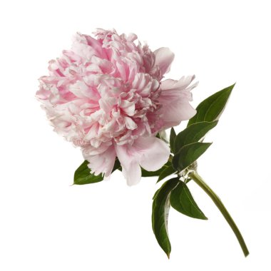 Beyaz arka planda pembe renkli güzel gül şekilli şakayık çiçeği..