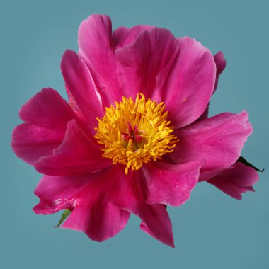 Mor yapraklı, parlak şakayık çiçekleri ve mavi arka planda izole edilmiş sarı bir merkezi var..