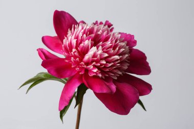 Gri arkaplanda yalıtılmış zarif kırmızı şakayık çiçeği..