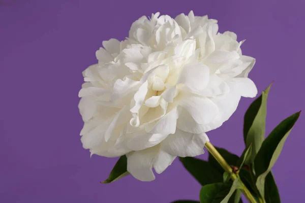 Flor Peonía Delicada Blanca Aislada Sobre Fondo Púrpura — Foto de Stock