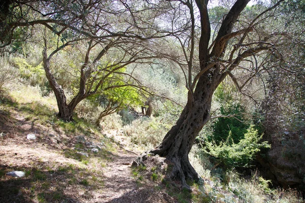 Azeitona Floresta Dia Verão — Fotografia de Stock