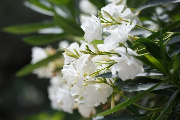 Finom Fehér Oleander Virágok Egy Nyári Napon Természetes Tapéta — Stock Fotó
