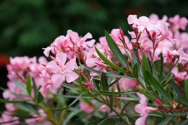 Delicadas Flores Oleandro Rosa Dia Verão Papel Parede Natural — Fotografia de Stock