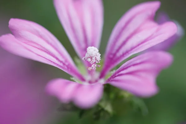 Цветы Сирени Лесного Гераня Снаружи — стоковое фото