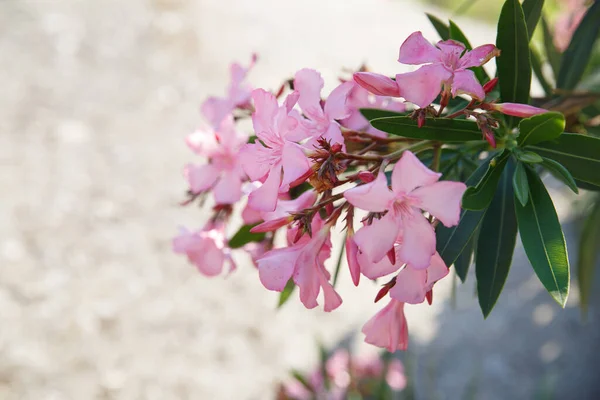 Gyengéd Rózsaszín Oleander Virágok Egy Nyári Napon Természetes Tapéta — Stock Fotó