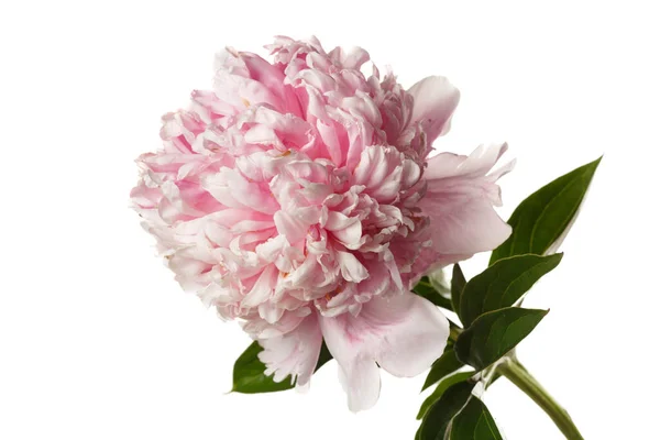 Красивый Розовый Пионский Цветок Розового Цвета Выделен Белом Фоне — стоковое фото