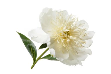 Beyaz yapraklı zarif şakayık çiçeği ve beyaz arka planda izole edilmiş sarı pudingler..