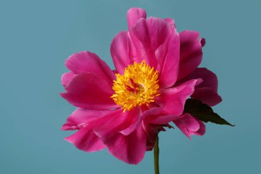 Mor yapraklı, parlak şakayık çiçekleri ve mavi arka planda izole edilmiş sarı bir merkezi var..