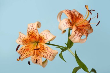 Turuncu zambak çiçeği mavi arkaplanda izole edilmiş..