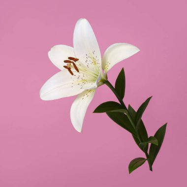 Zarif beyaz zambak çiçeği pembe arka planda izole.