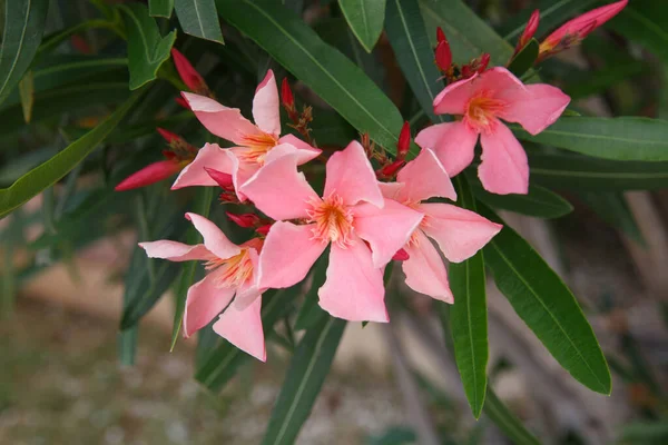 Heldere Roze Oleander Bloemen Een Zomerdag Natuurlijk Behang — Stockfoto