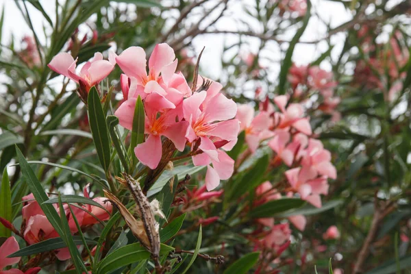 Heldere Roze Oleander Bloemen Een Zomerdag Natuurlijk Behang — Stockfoto