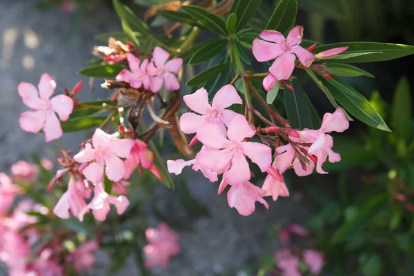 Zachte Roze Oleander Bloemen Een Zomerdag Natuurlijk Behang — Stockfoto