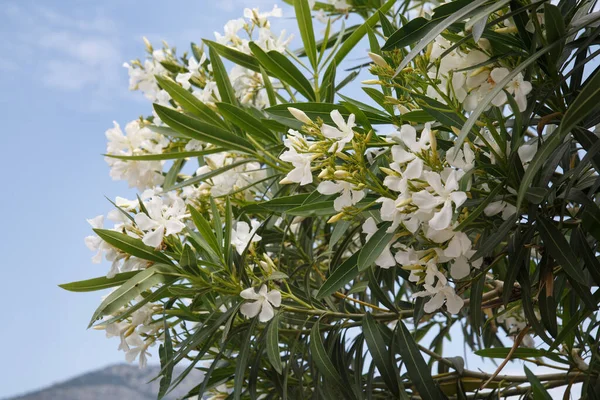 Whaite Oleander Flowers Summer Day Natural Wallpaper — Stock Photo, Image