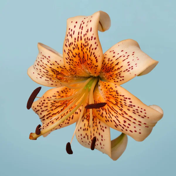 Orange Brindle Lily Flower Isolated Blue Background — Stock Photo, Image