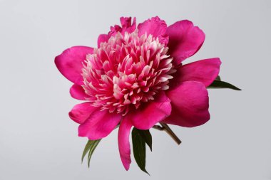 Gri arkaplanda yalıtılmış zarif kırmızı şakayık çiçeği..