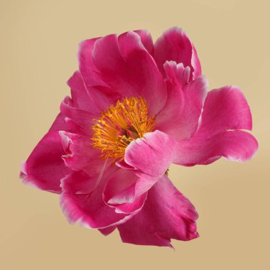 Bej bir arkaplanda izole edilmiş şakayık pembe renk.