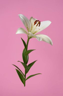 Zarif beyaz zambak çiçeği pembe arka planda izole.