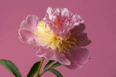 Pembe arka planda izole edilmiş yumuşak pembe şakayık çiçeği..