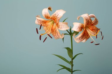 Turkuaz arka planda izole edilmiş turuncu zambak çiçekleri..