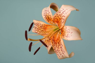 Turkuaz arka planda izole edilmiş turuncu zambak çiçekleri..