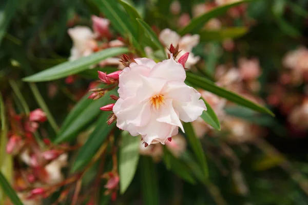 Jasne Różowe Oleander Kwiaty Letni Dzień Naturalne Tapety — Zdjęcie stockowe