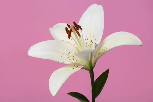 Jemné Bílé Lilie Květiny Izolované Růžovém Pozadí — Stock fotografie