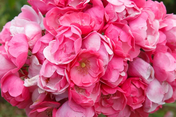 Florale Tapete Ein Strauß Rosa Rosen Draußen — Stockfoto