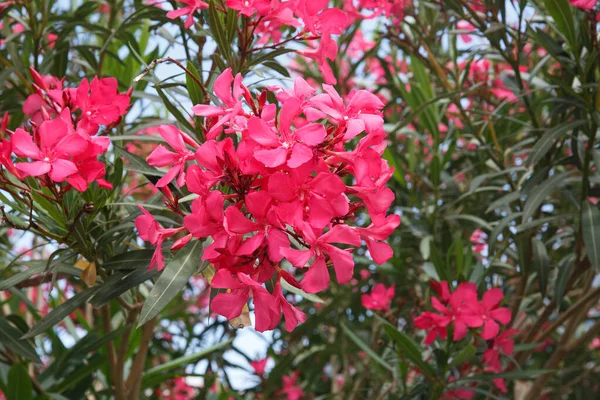 Ljusrosa Oleander Blommor Utanför — Stockfoto